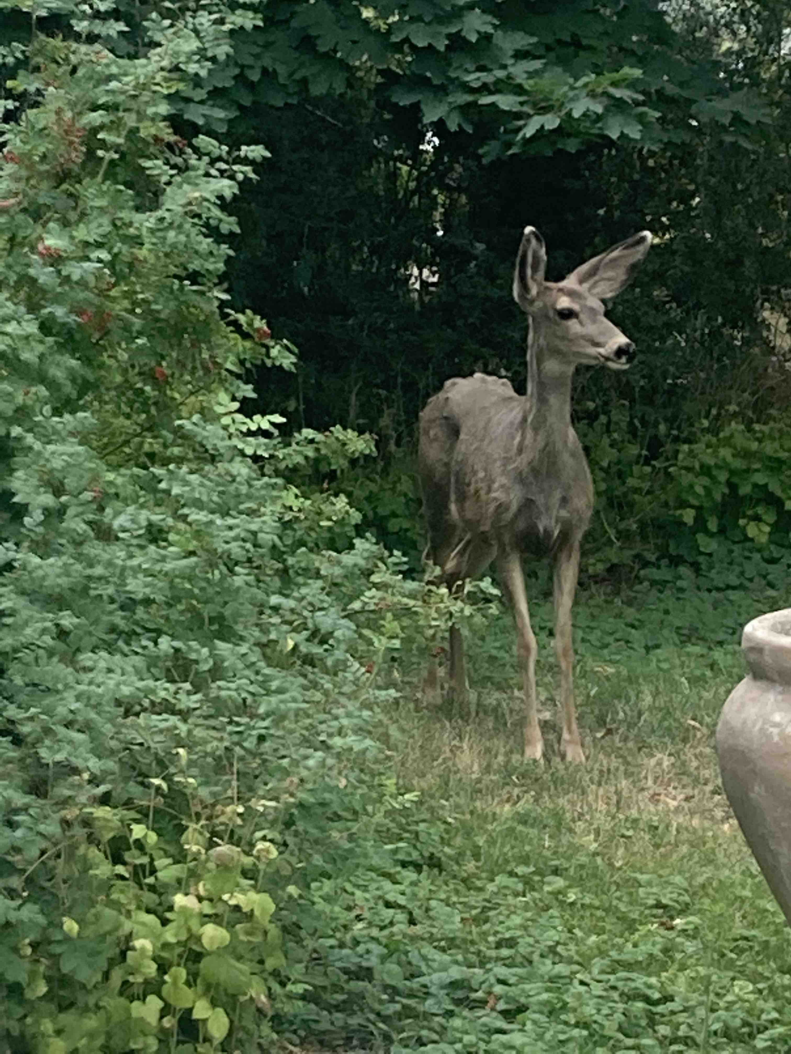 unwell deer standing alone in foliage